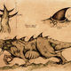 Illustration for article titled Mythological beasts, drawn in the style of old biology textbooks